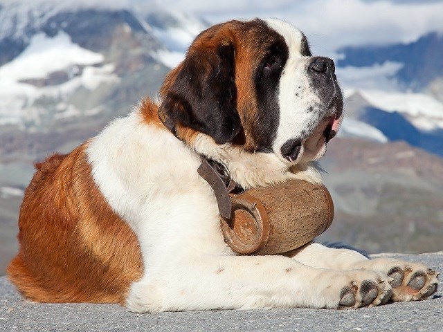 Saint bernard store puppy near me